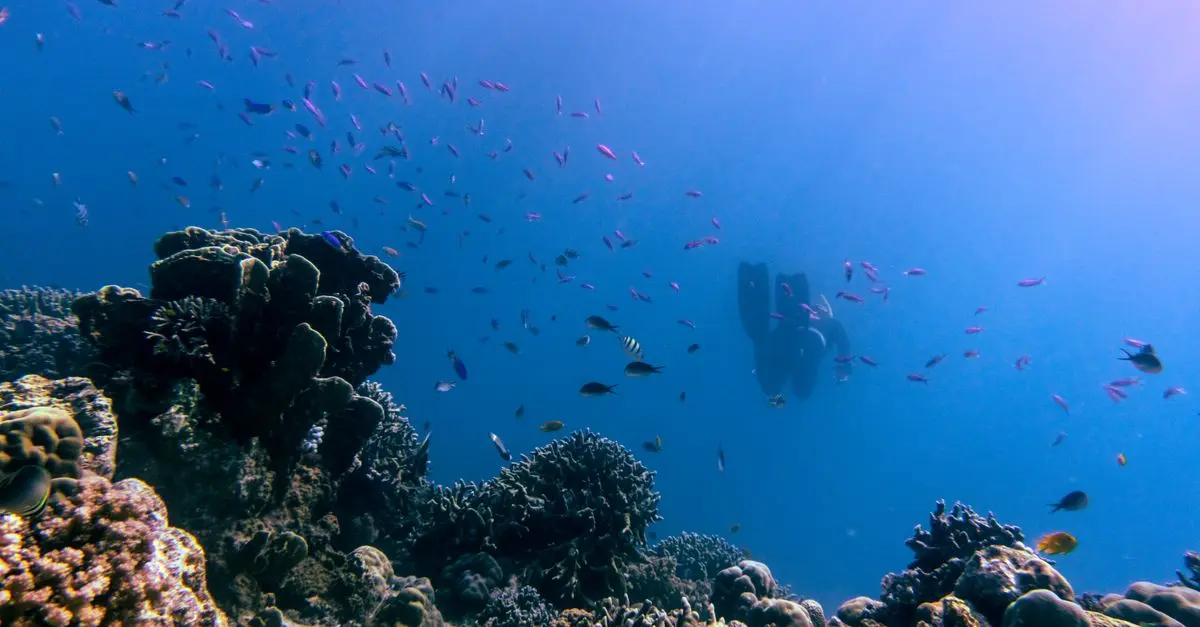 Les Plus Beaux Endroits pour Plonger avec les Requins