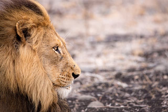 Safari Aventure : Comment Préparer un Voyage Inoubliable